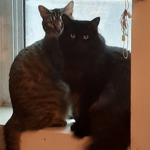 Meet your Posher, Sandie - Picture 1 of 1